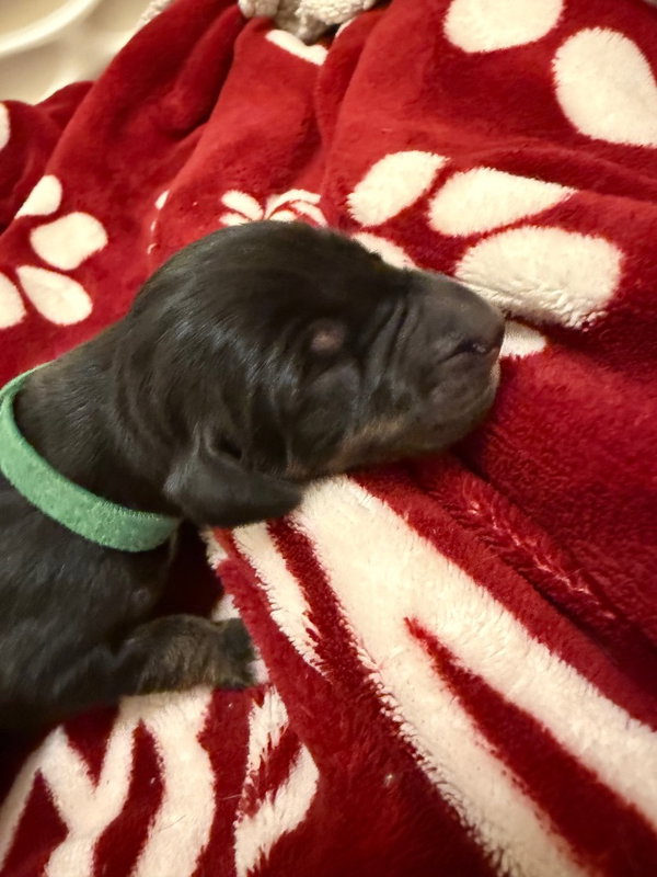 Hazel's Pup Sage (green)