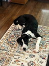 Frank - Photo 2
