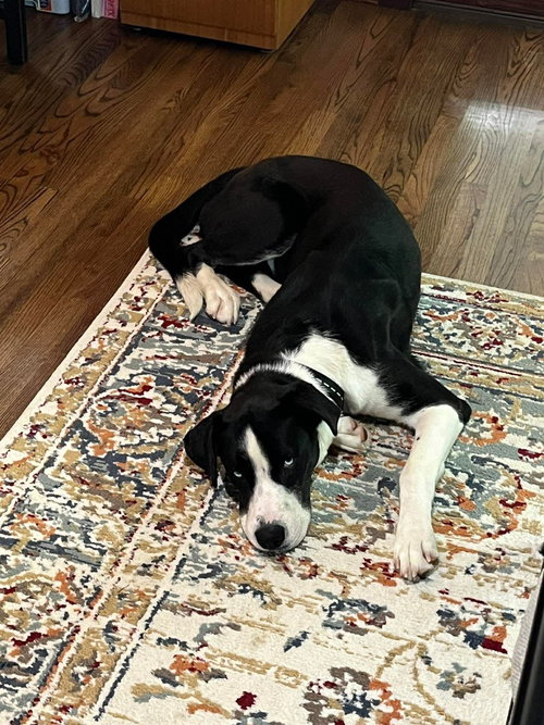 FRANK - Great Dane / Husky available for adoption