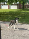 Frank - Photo 3
