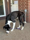 Frank - Photo 4