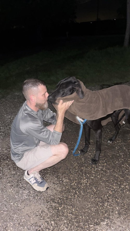 Azriel / Rhys, an adoptable Great Dane in Bullard, TX
