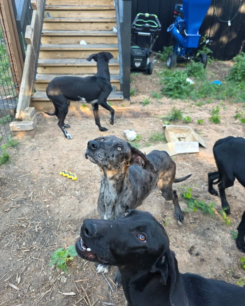 COLLINS - Great Dane available for adoption