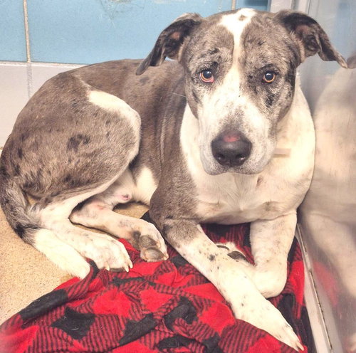 Axel, an adoptable Great Dane in Bullard, TX