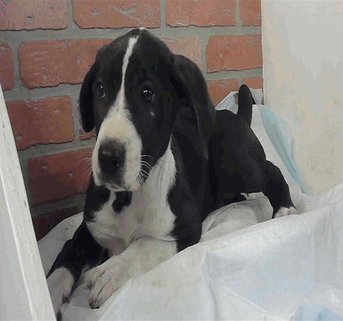 Cadbury, an adoptable Great Dane in Bullard, TX