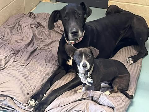 Ebony, an adoptable Great Dane in Bullard, TX
