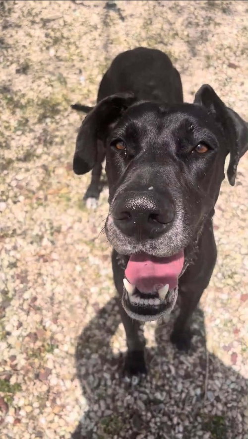 Ebony, an adoptable Great Dane in Bullard, TX