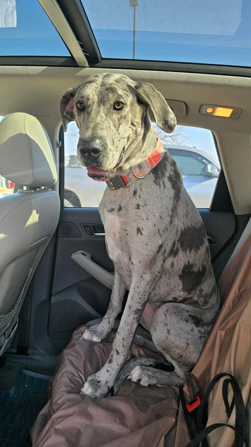 DeeDee, an adoptable Great Dane in Bullard, TX