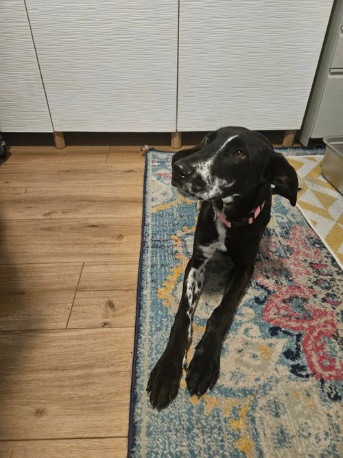 Bellini, an adoptable Great Dane in Bullard, TX