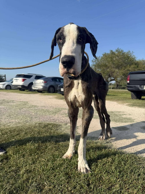 Caden, an adoptable Great Dane in Bullard, TX