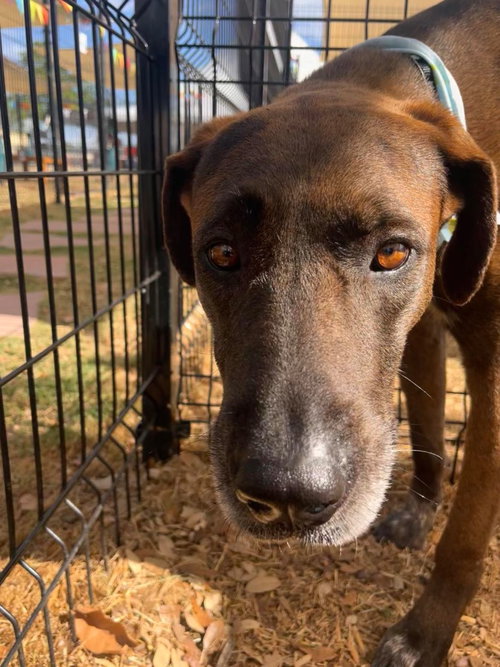 Scuttlebutt, an adoptable Great Dane in Bullard, TX