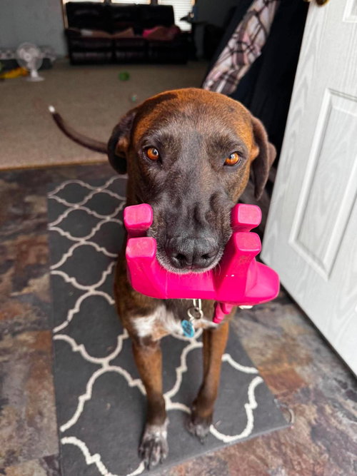 Scuttlebutt, an adoptable Great Dane in Bullard, TX