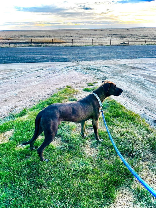 SCUTTLEBUTT - Great Dane / Labrador Retriever available for adoption