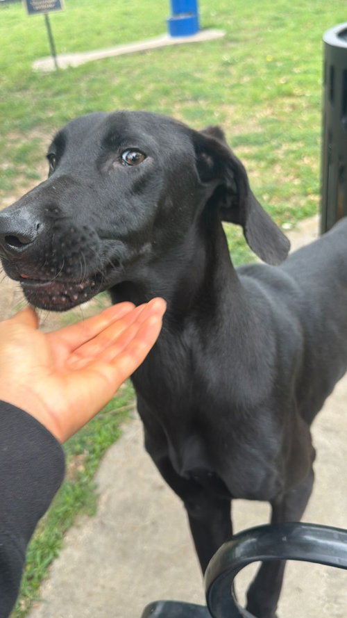 Collins, an adoptable Great Dane in Bullard, TX