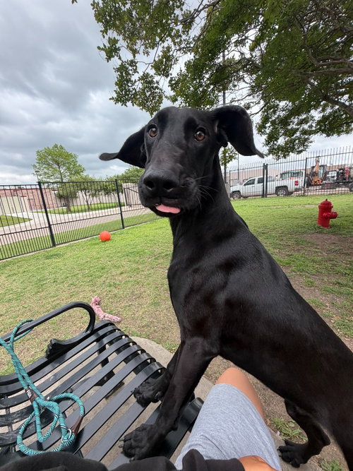 COLLINS - Great Dane available for adoption