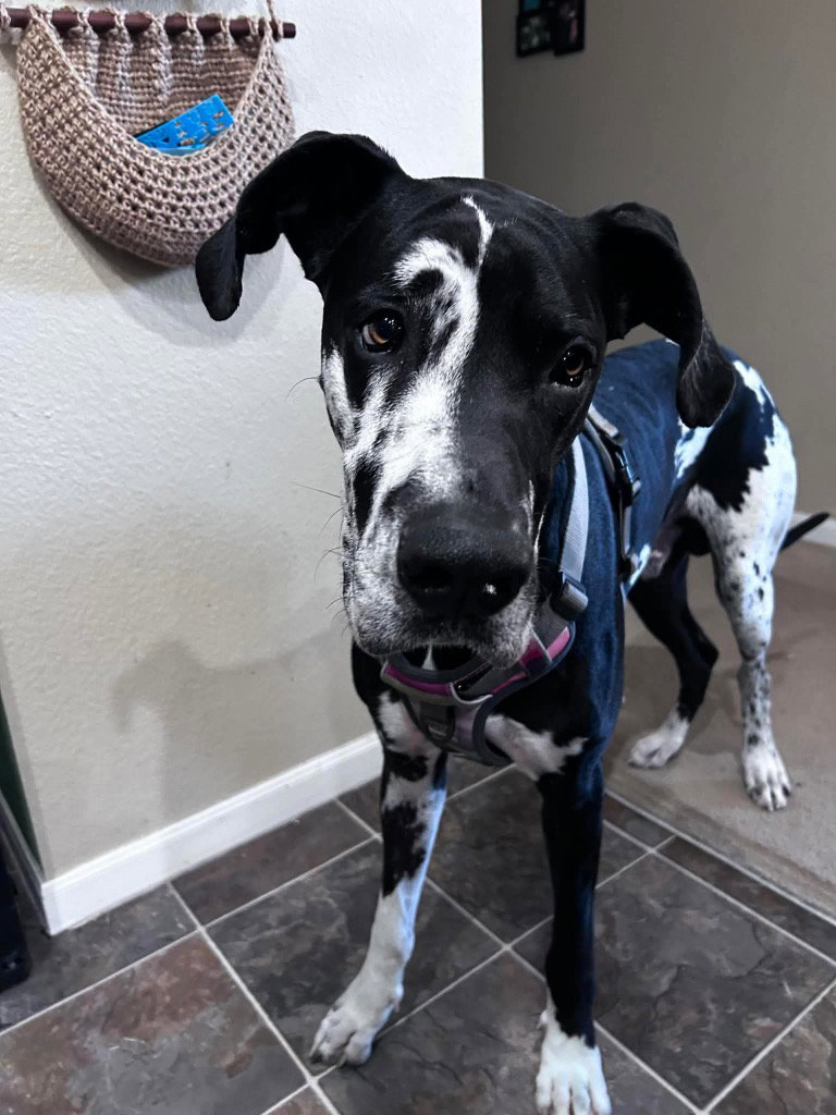 Pongo