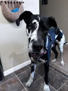Pongo - Photo 1