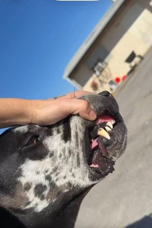 PONGO - Great Dane available for adoption