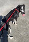 Pongo - Photo 3