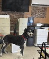 Pongo - Photo 4