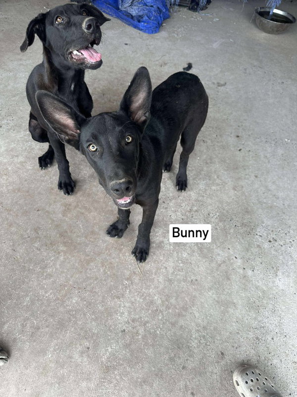 Bunny