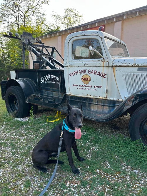 DEJA - Great Dane / Shepherd available for adoption