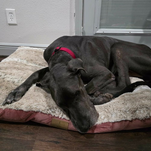 Ozzy, an adoptable Great Dane in Bullard, TX