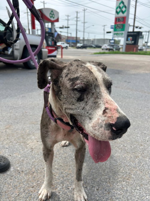 Abby Coco, an adoptable Great Dane in Bullard, TX