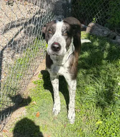 Windsor - Great Dane