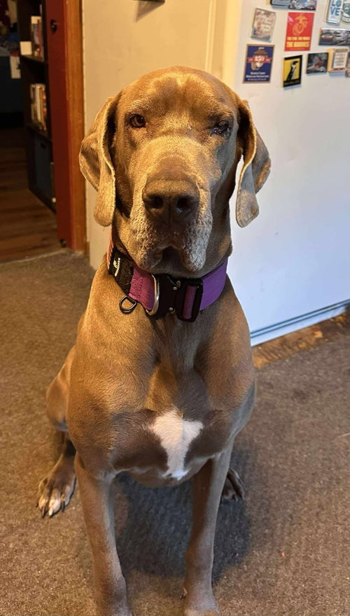 Leia photo 2
