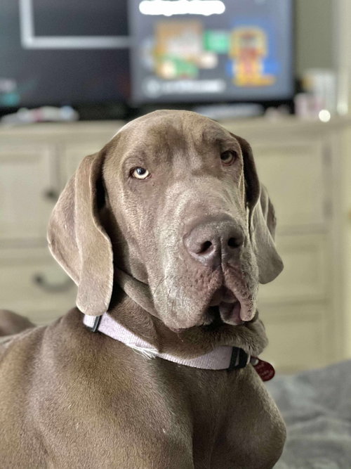 picture of the dog needing adoption