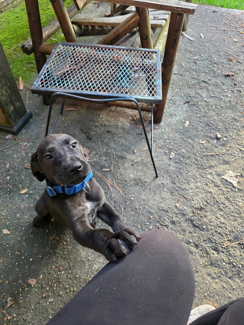 Boomer photo 2