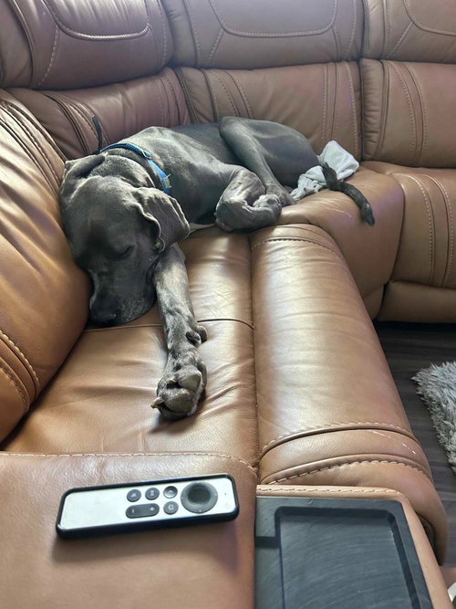 Gus photo 4