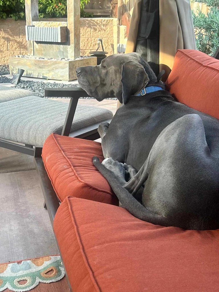 Gus