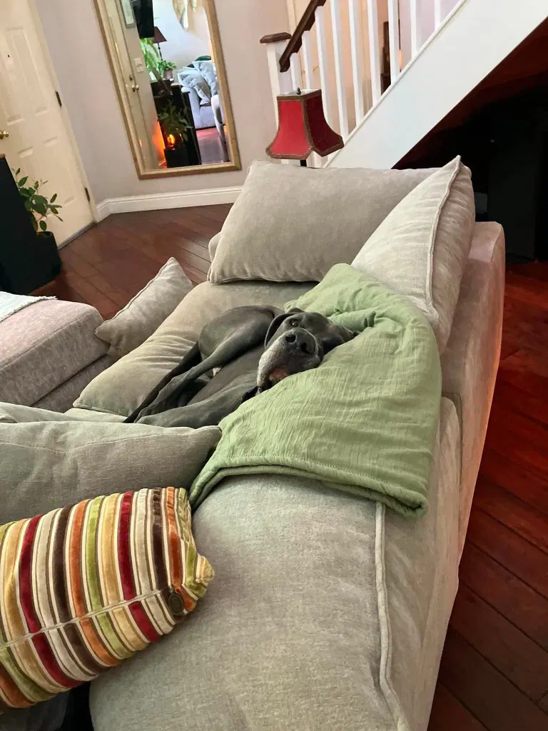 Gus image 2