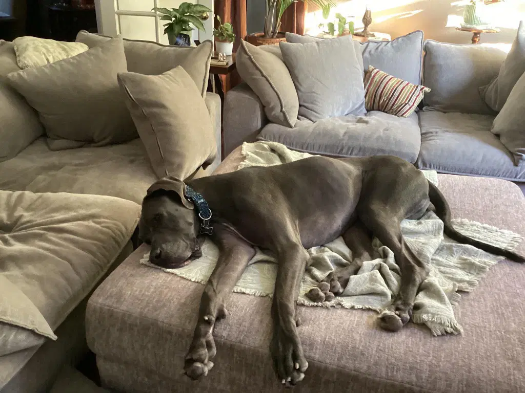 Gus image 3