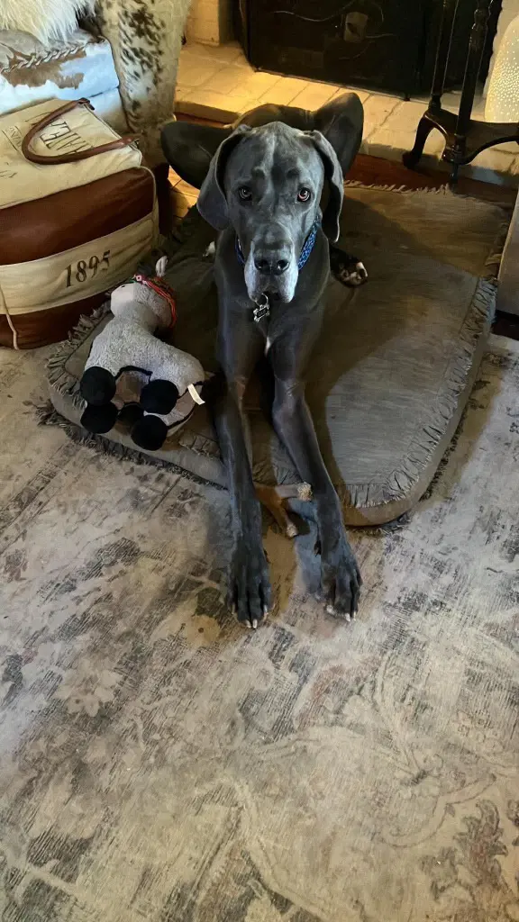Gus image 4