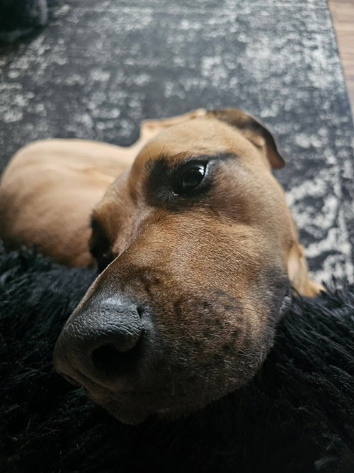 Photo 3 of Nutmeg