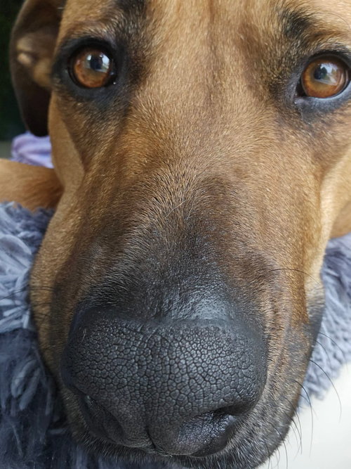 Photo 4 of Nutmeg