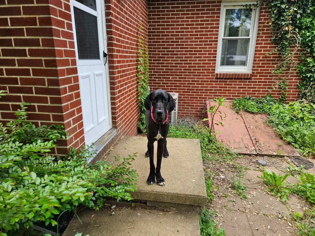 Rocky image 3