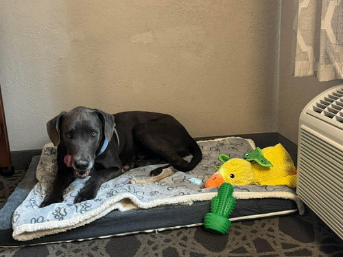 Winston photo 3