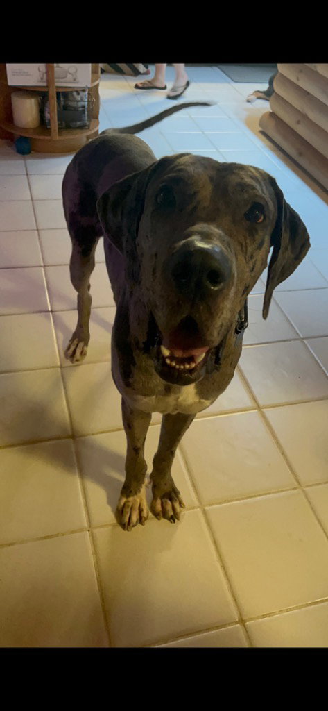 Indy, an adoptable Great Dane in Bullard, TX