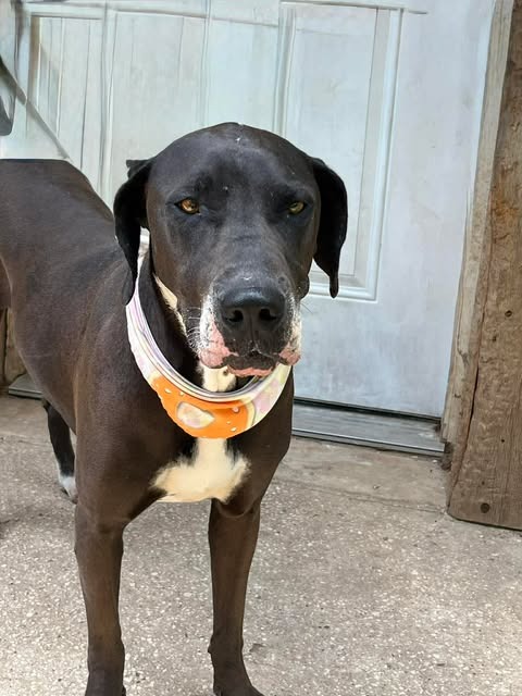 Iris, an adoptable Great Dane in Bullard, TX