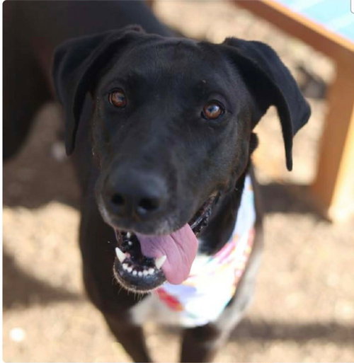Molly, an adoptable Great Dane in Bullard, TX