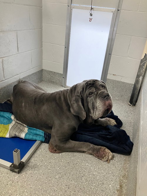 Ruby, an adoptable Mastiff in Bullard, TX