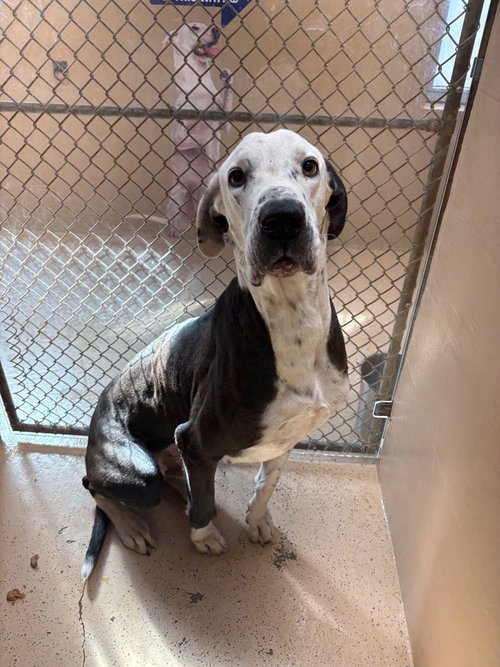 Baby Bear, an adoptable Great Dane in Bullard, TX