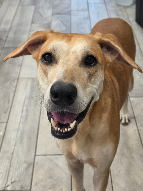 Bronti, an adoptable Great Dane in Bullard, TX