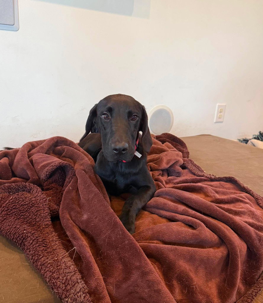 Binx Image