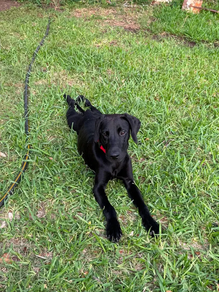 Binx - Great Dane