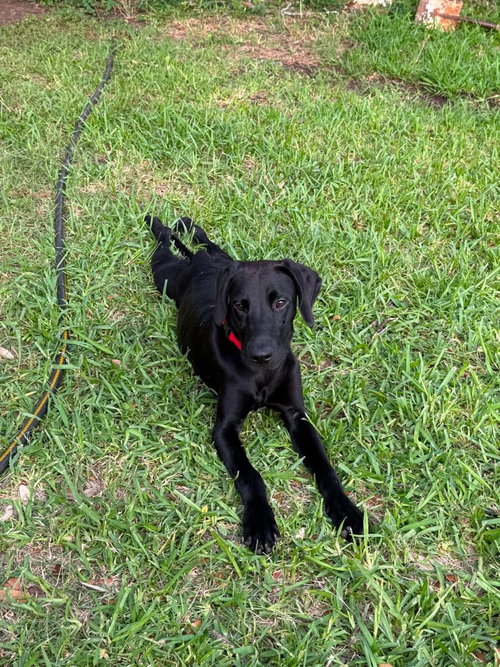 BINX - Great Dane available for adoption
